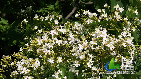 蓝山县千亩野生油桐花竞相绽放 青山覆雪绘就生态画卷2.jpg 蓝山县千亩野生油桐花竞相绽放 青山覆雪绘就生态画卷2.jpg