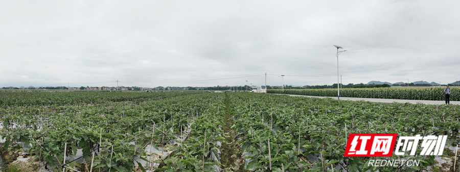 DJI_20260530103950_0688_D_副本.jpg DJI_20260530103950_0688_D_副本.jpg